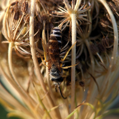 Halictus scabiosae