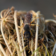 Halictus scabiosae