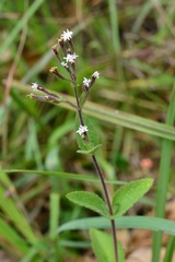 Stevia elatior
