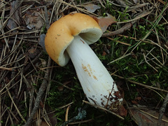 Russula decolorans