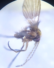 Trichomyia