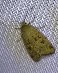 Heliocheilus paradoxus