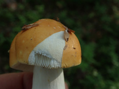Russula decolorans
