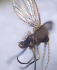 Trichomyia