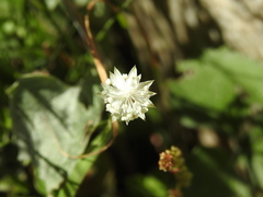 Astrantia minor
