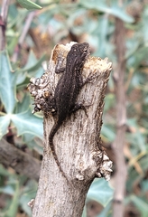Sceloporus cowlesi