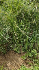 Carex trichocarpa