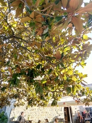 Magnolia grandiflora