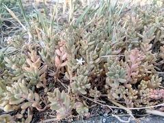 Sedum album