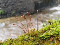 Tortula subulata
