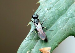 Passaloecus cuspidatus