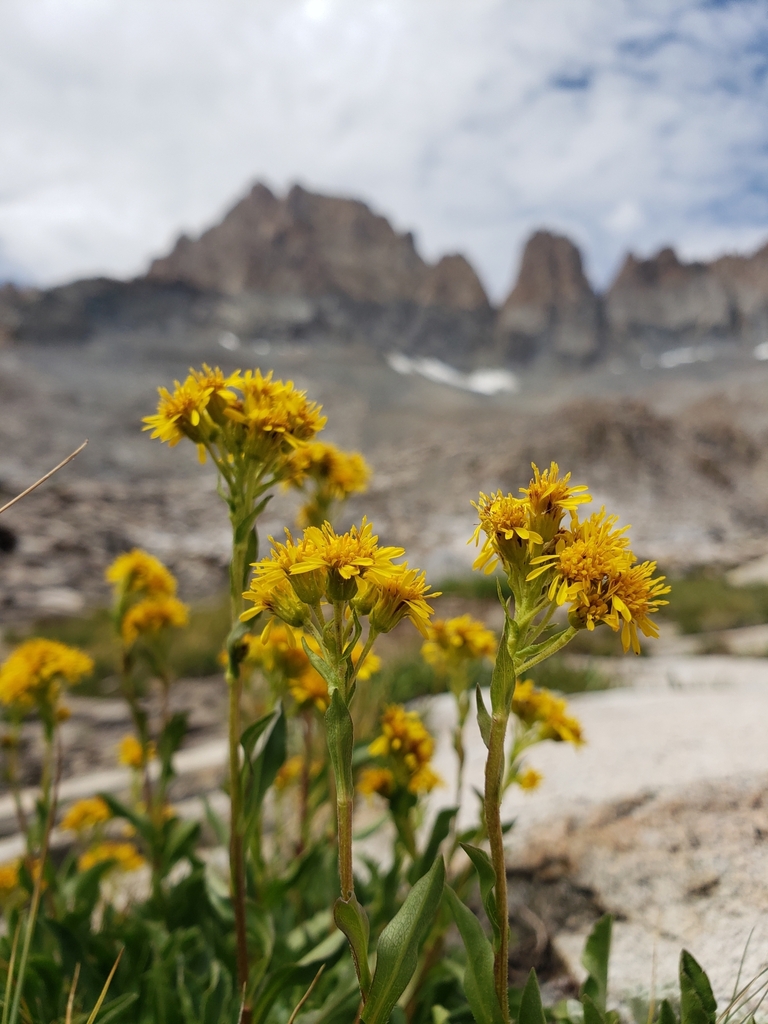 northern goldenrod from Sequoia National Park, Sequoia and Kings Canyon ...