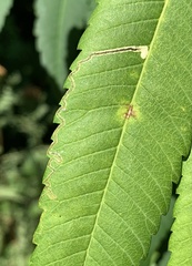 Stigmella intermedia