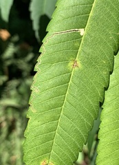Stigmella intermedia