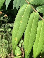 Stigmella intermedia