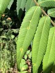 Stigmella intermedia