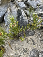 Diosma subulata