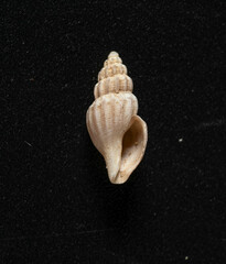 Propebela
