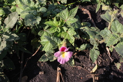 Proboscidea parviflora