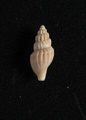 Propebela