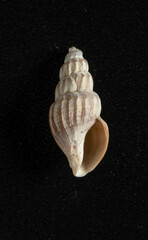 Propebela