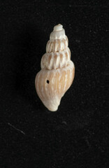Propebela