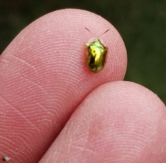 Charidotella succinea