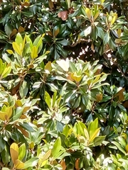 Magnolia grandiflora