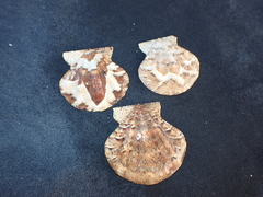 Flexopecten flexuosus