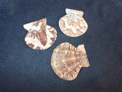 Flexopecten flexuosus