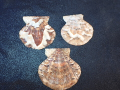 Flexopecten flexuosus