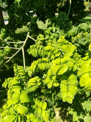 Robinia pseudoacacia