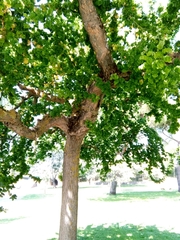 Robinia pseudoacacia