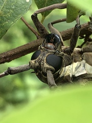 Batocera rufomaculata