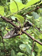 Batocera rufomaculata