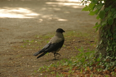 Corvus cornix