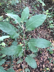 Ficus