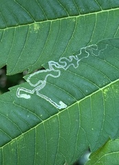 Stigmella intermedia
