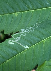 Stigmella intermedia