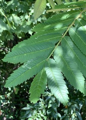 Stigmella intermedia