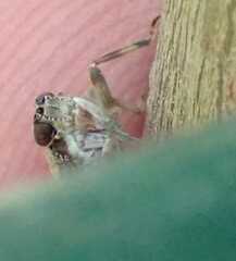 Issus coleoptratus