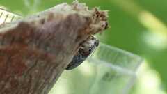 Issus coleoptratus