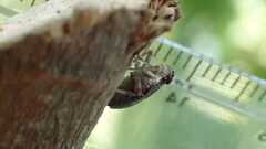 Issus coleoptratus