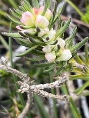 Erica excavata