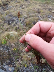 Carex simpliciuscula