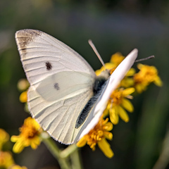 Pieris rapae