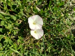 Convolvulus arvensis