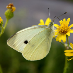 Pieris rapae