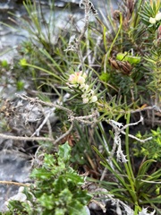 Erica excavata