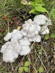 Leucocybe